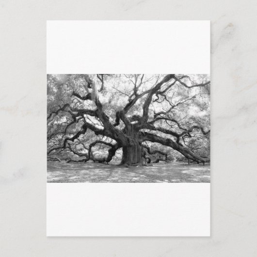 Angel Oak Briefkaart (Voorkant)
