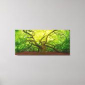Angel Oak Canvas Afdruk (Voorkant)