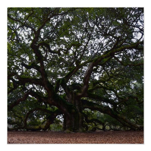 Angel Oak in South Carolina Poster (Voorkant)