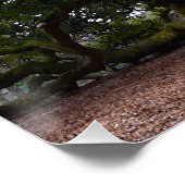 Angel Oak in South Carolina Poster (Hoek)