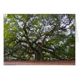 Angel Oak, Johns Island, South Carolina