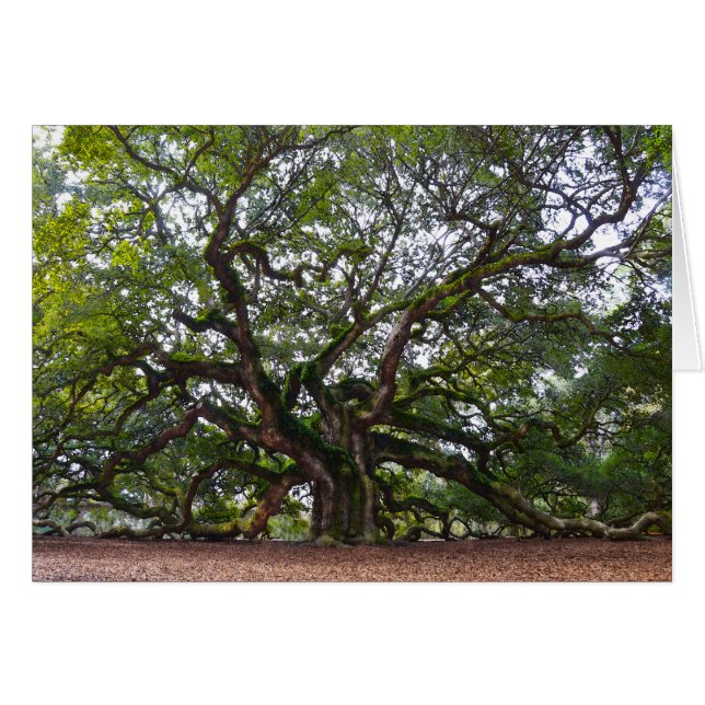Angel Oak, Johns Island, South Carolina (Voorkant Horizontaal)