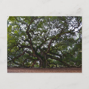 Angel Oak, John's Island, South Carolina Briefkaart