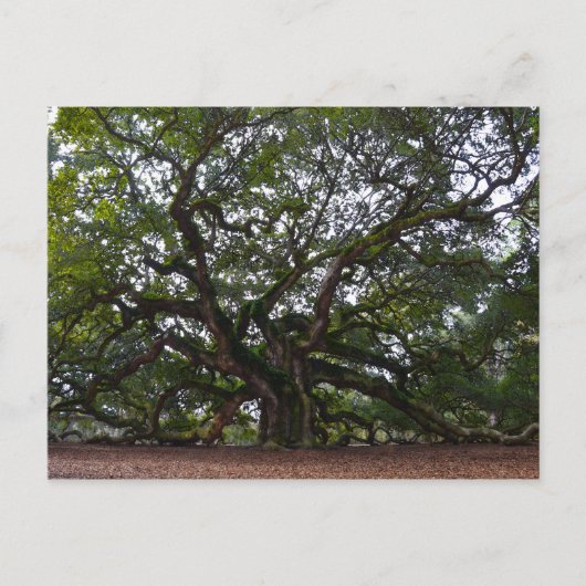 Angel Oak, John's Island, South Carolina Briefkaart (Voorkant)