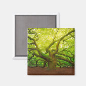 Angel Oak Magneet (Voorkant / Achterkant)