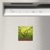 Angel Oak Magneet (Insitu (Vaatwasser))