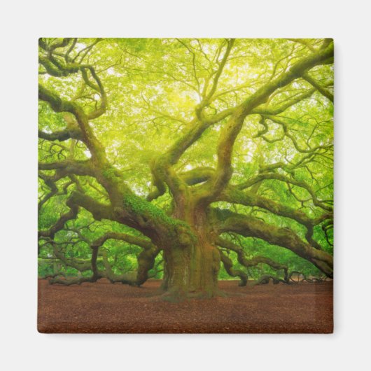 Angel Oak Magneet (Voorkant)