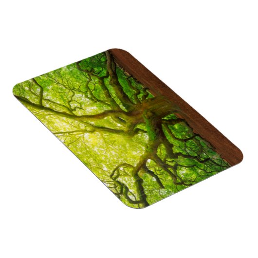 Angel Oak Magneet (Rechterzijde)