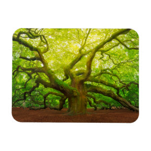 Angel Oak Magneet