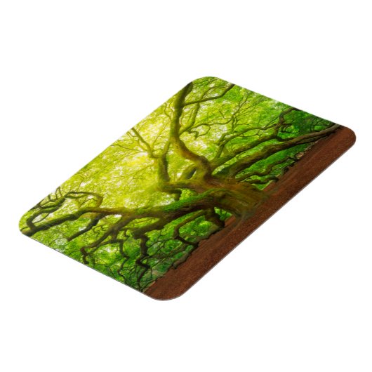 Angel Oak Magneet (Linkerzijde)