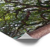 Angel Oak op Johns Island, South Carolina Poster (Hoek)