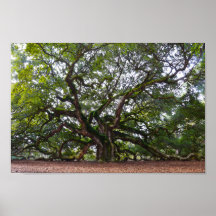 Angel Oak op Johns Island, South Carolina