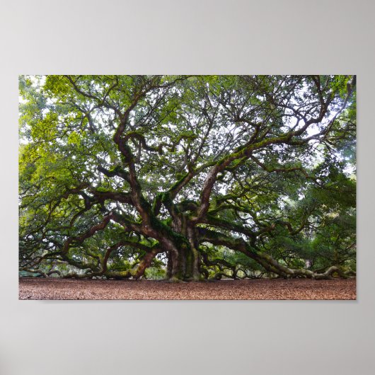 Angel Oak op Johns Island, South Carolina Poster (Voorkant)