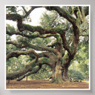 Angel Oak Tree 1000 jaar oud Poster