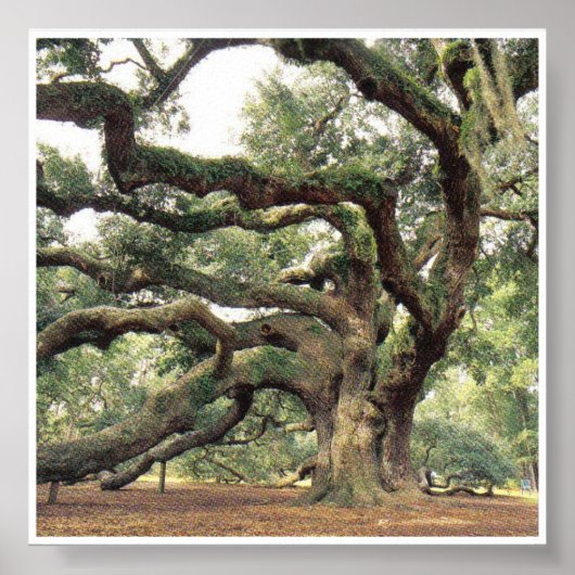 Angel Oak Tree 1000 jaar oud Poster (Voorkant)