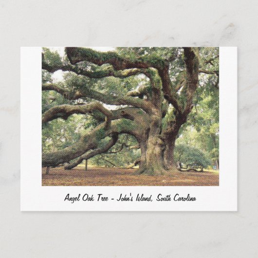 Angel Oak Tree bij Charleston, SC Briefkaart (Voorkant)