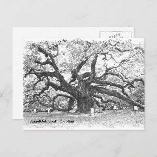 Angel Oak Tree Briefkaart (Voorkant / Achterkant)