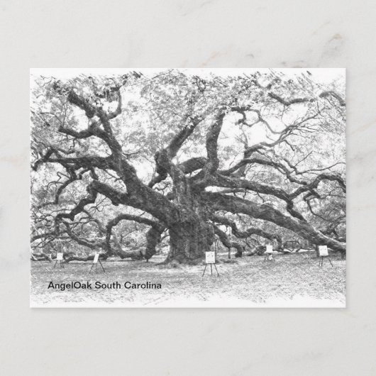 Angel Oak Tree Briefkaart (Voorkant)