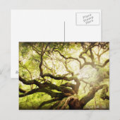 Angel Oak Tree Briefkaart (Voorkant / Achterkant)