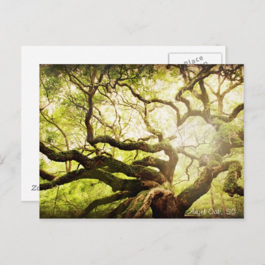 Angel Oak Tree Briefkaart (Voorkant / Achterkant)
