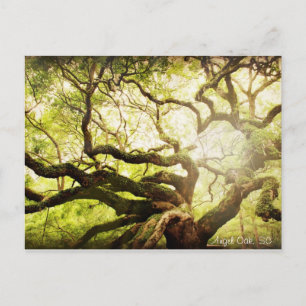 Angel Oak Tree Briefkaart