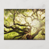 Angel Oak Tree Briefkaart (Voorkant)