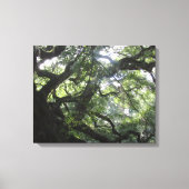 Angel Oak Tree Canvas Print (Voorkant)