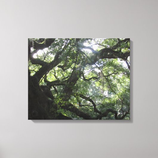 Angel Oak Tree Canvas Print (Voorkant)