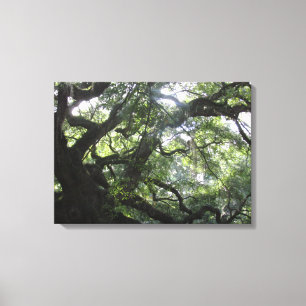 Angel Oak Tree Canvas Print