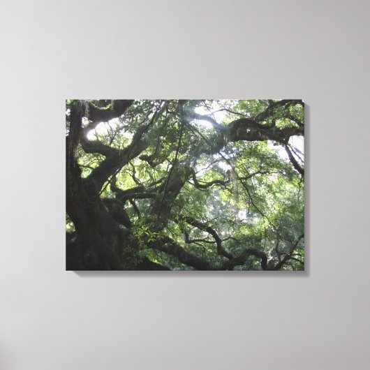 Angel Oak Tree Canvas Print (Voorkant)