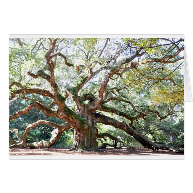 Angel Oak Tree Gifts (Voorkant Horizontaal)