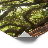 Angel Oak Tree ~ Johns Island, South Carolina Poster (Hoek)