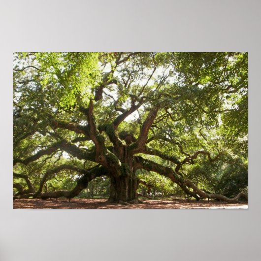 Angel Oak Tree ~ Johns Island, South Carolina Poster (Voorkant)