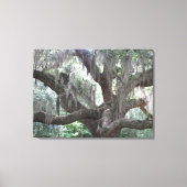 Angel Oak van Johns Island Canvas Afdruk (Voorkant)