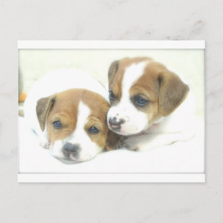 Angel Puppies Briefkaart