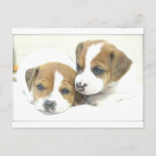 Angel Puppies Briefkaart (Voorkant)