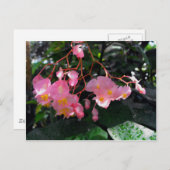 Angel Wing Begonias Briefkaart (Voorkant / Achterkant)