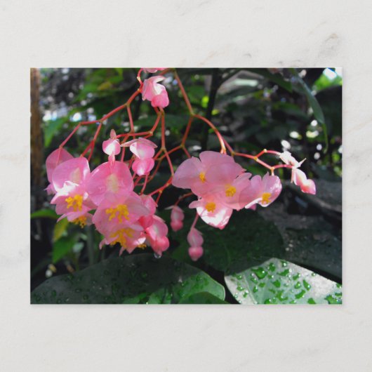 Angel Wing Begonias Briefkaart (Voorkant)