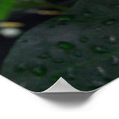 Angel Wing Begonias Poster (Hoek)