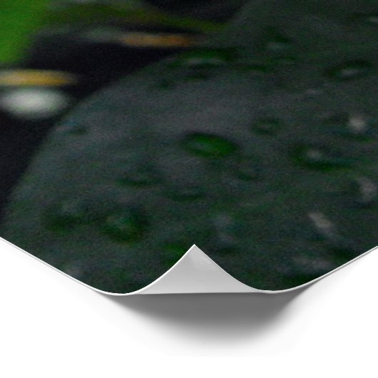 Angel Wing Begonias Poster (Hoek)