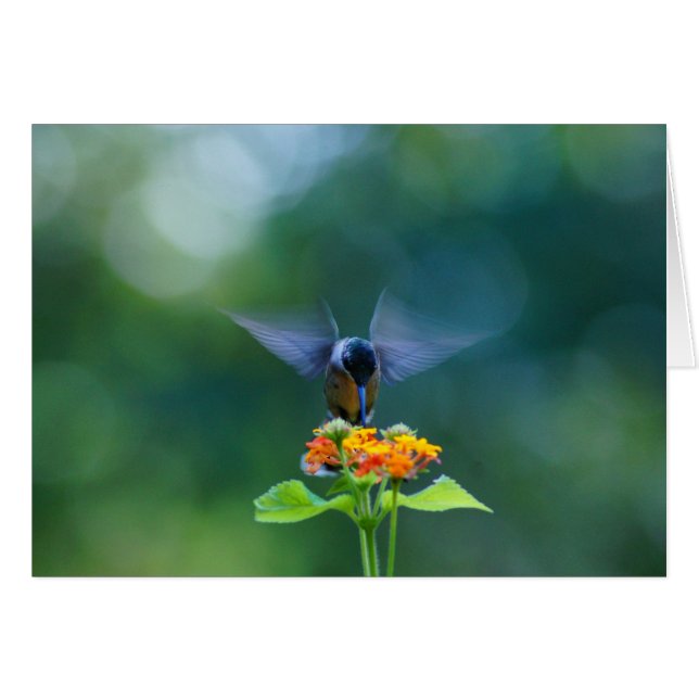 Angel Wings (Voorkant Horizontaal)