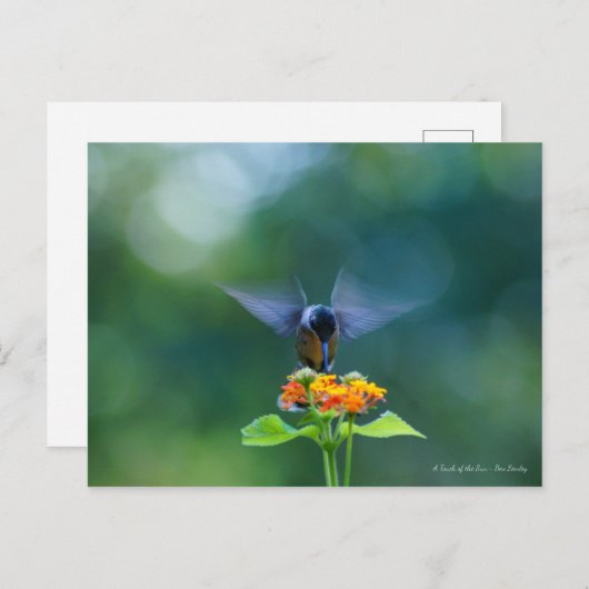 Angel Wings Briefkaart (Voorkant / Achterkant)