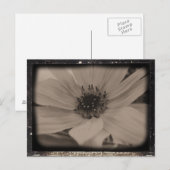 Angeled Sunflower Kijk Briefkaart (Voorkant / Achterkant)