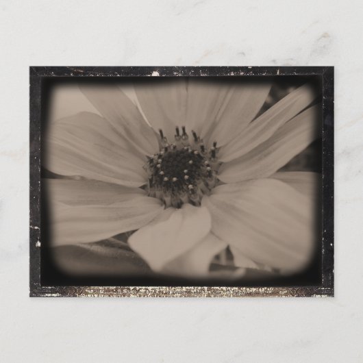 Angeled Sunflower Kijk Briefkaart (Voorkant)