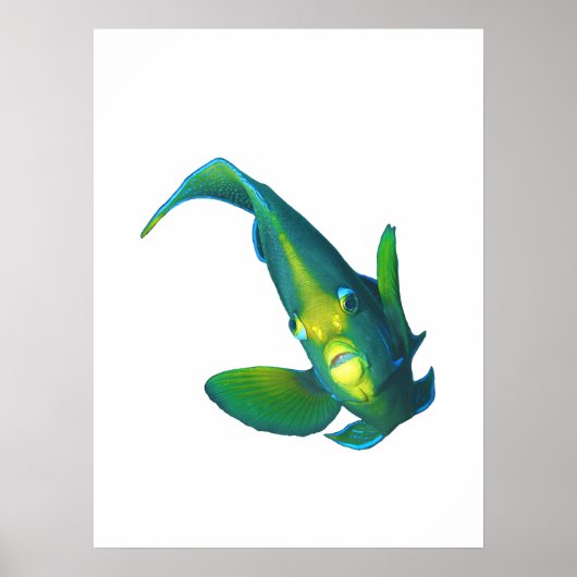 Angelfish - Abstract Design - Knippen uit een foto Poster (Voorkant)