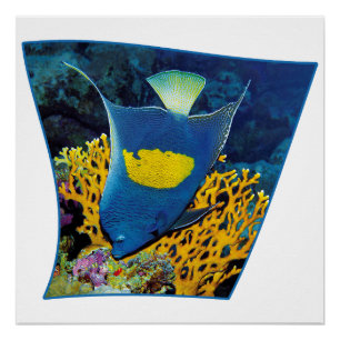 Angelfish bij koraalrif - Fotografisch ontwerp Perfect Poster