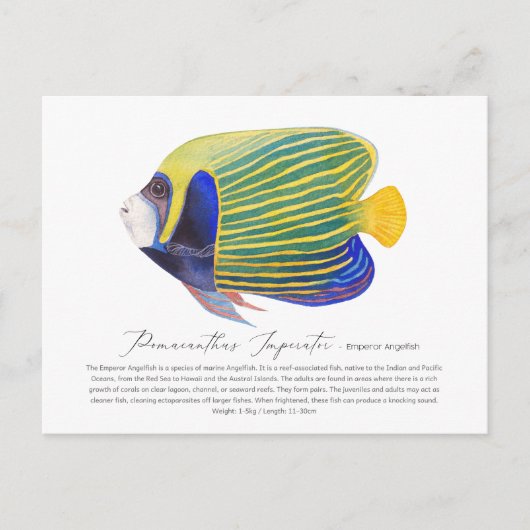 Angelfish Briefkaart (Voorkant)