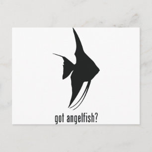Angelfish Briefkaart