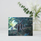 Angelfish Briefkaart (Staand voorkant)