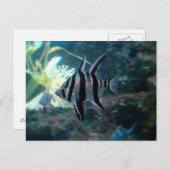 Angelfish Briefkaart (Voorkant / Achterkant)